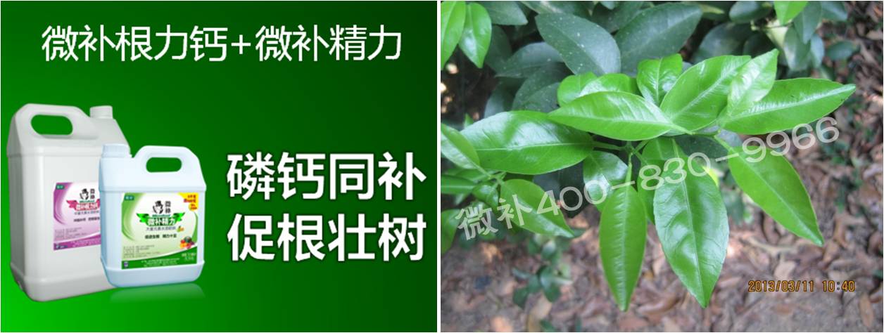 柑橘春梢弱，難抽發(fā)，到底是什么原因？