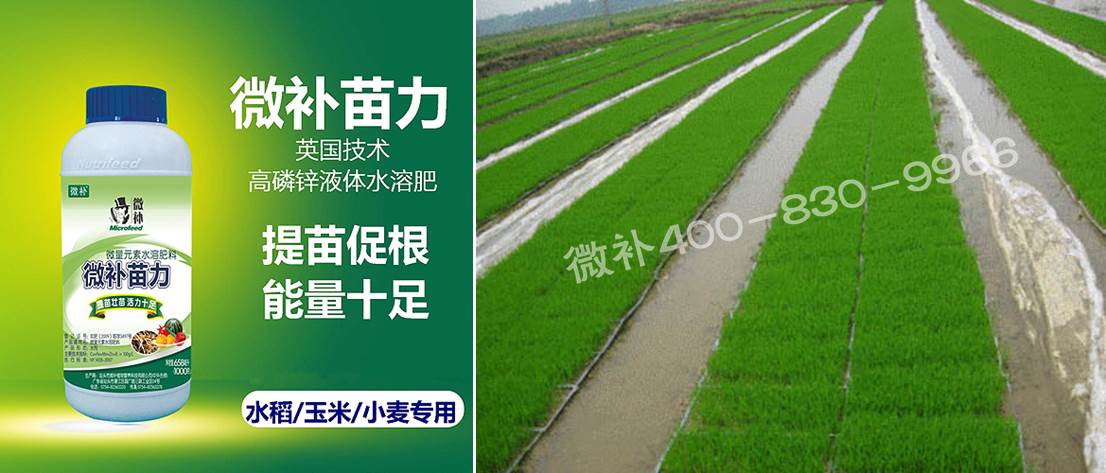 水稻黃秧、爛秧怎么辦？